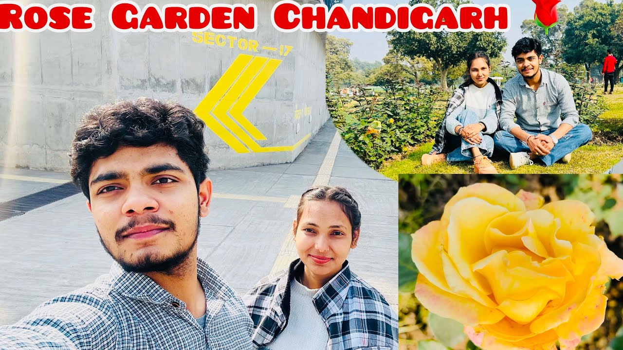 Rose Garden Chandigarh Rose Festival 🌹 All Rose flowers Varieties chandigarh rose 