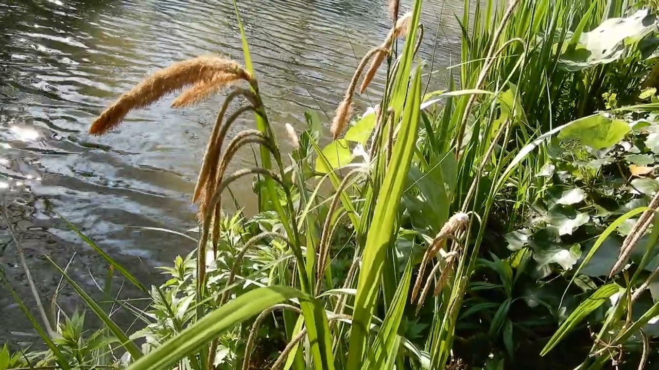 20250427 Tuin Rockanje Hangende Zegge