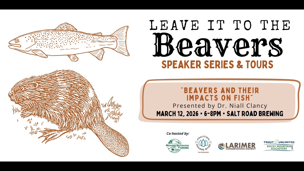 Beavers and Their Impacts on Fish - YouTube