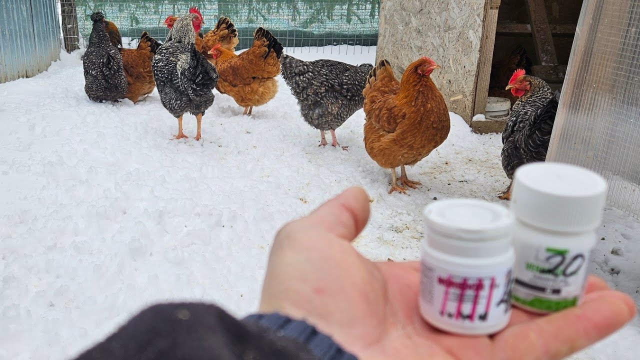 CE TRATAMENT AM FĂCUT LA GĂINI??