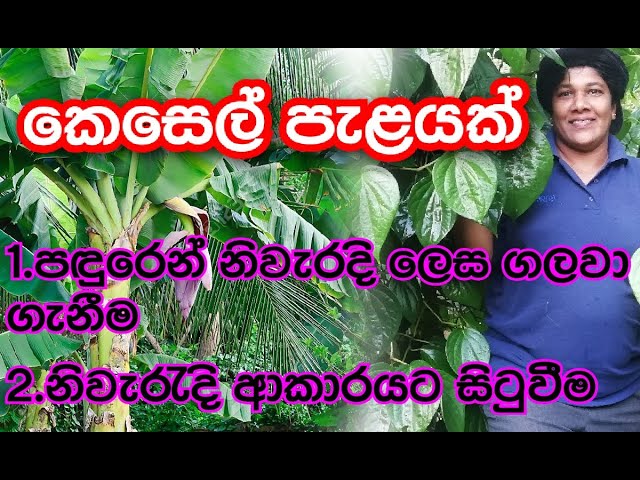 Kesel situwima - කෙසෙල් පැළයක් නිවැරැදිව සිටුවීම - Ape Waththa අපේ වත්ත