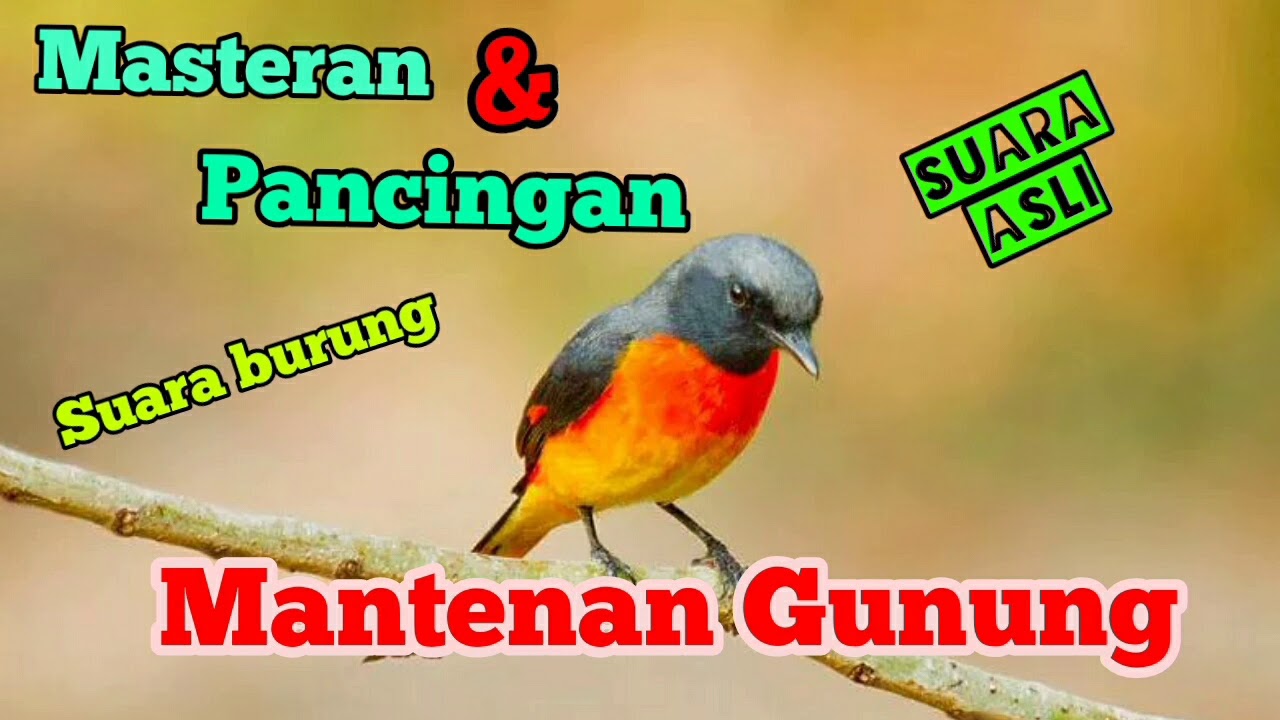 SUARA BURUNG MANTENAN GUNUNG UNTUK MASTERAN DAN PIKAT