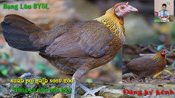 Suab poj qaib seev zoo (2021) Tiếng gà mái mồi gọi trống bẫy cực hay(2021)