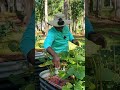 2nd Blackeyed Pea Harvest #harvest #trending #viralshorts #youtubeshorts #garden #food #asmr