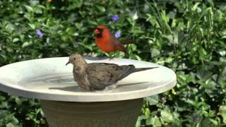 Dove Visited by a Cardinal - 4K Video