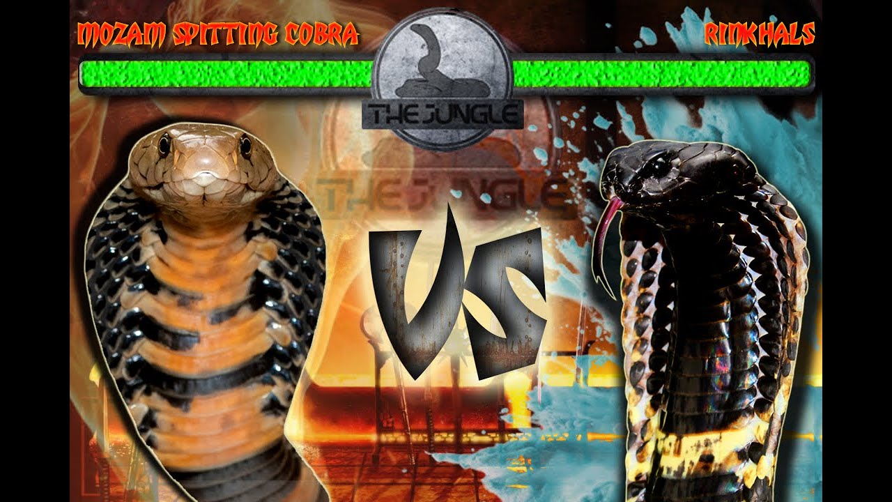 Mozambique Spitting Cobra VS Rinkhals