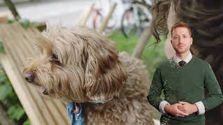 Dog Insurance Comparison : 10 Providers-Compared