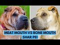 Meat Mouth vs Bone Mouth Shar Pei Dog Breed