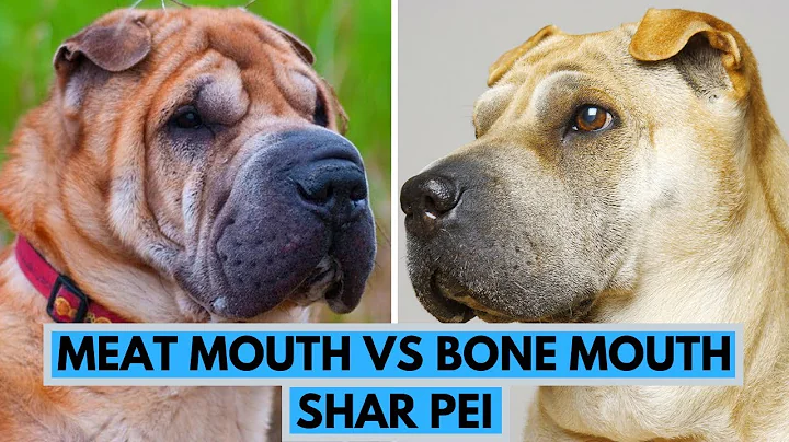 Meat Mouth vs Bone Mouth Shar Pei Dog Breed - DayDayNews