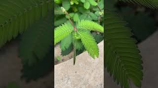 Mimosa pudica نبات الست المستحية