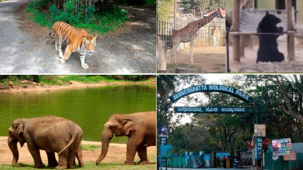 Bannerghatta biological park |Bannerghatta Zoo