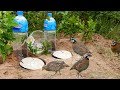 Super Creative Deep Hole Bird Trap Using Big Bottle 5L - How to make easy bird trap work 100%