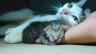 Kitten and mother cat happy 嬉しそうな子猫と母猫