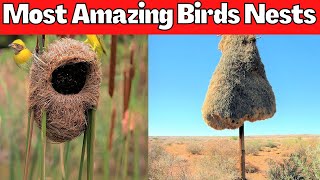 Top 10 Most Amazing Birds Nests | Beautiful and Unique🦉