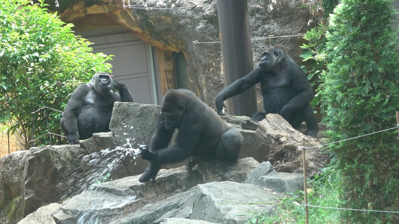 スペシャルゴリラ 暑くてさかんに水を飲むリキ💦 【上野動物園】 ゴリラ 2026年7月14日