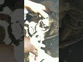 Subaru Impreza rear disc pad change and hand brake 2007_2014