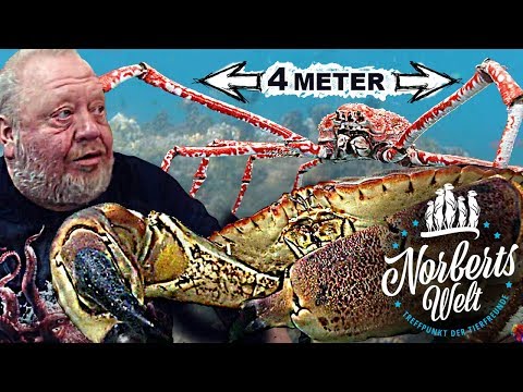 KREBS und KRABBEN! Meeresmonster und Ozeanriesen! | NORBERTS WELT | Zoo Zajac