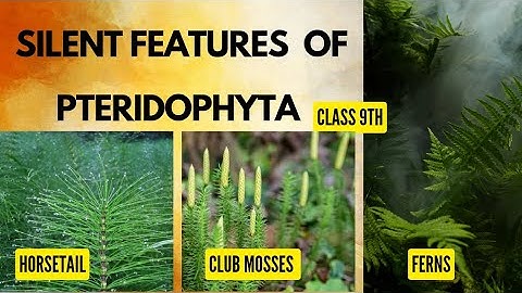 Pteridophyta (ferns) |Characteristic features with examples |class 9th #ncert in 2minutes #botany
