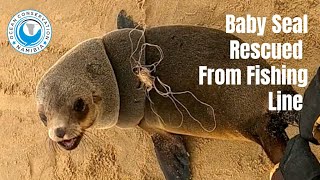 One Seal Rescued, and Then Another