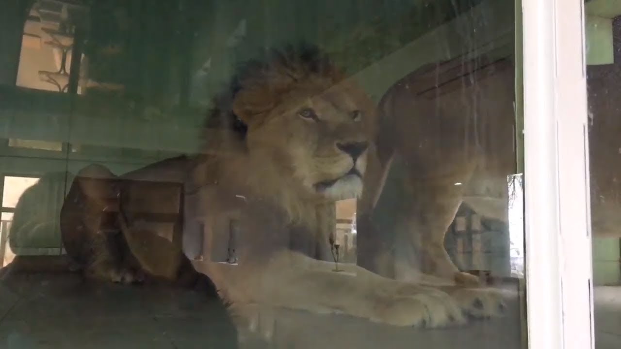 ВЛОГ Геленджик. Весь Сафари-Парк!