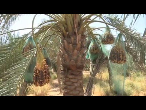 Video: Hoe Een Dadelpalm Water Te Geven?