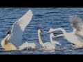 Swan honk / call sounds &amp; flapping wings | Fight &amp; Threat display