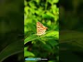 COMMON SILVERLINE Butterfly Forest Conservation Miyawaki Biodiversity Nature 