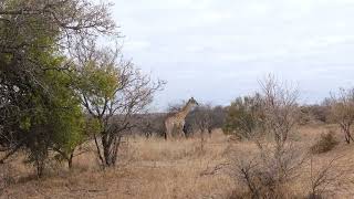 [PointFOOTAGE] Animals - giraffe savanna - XLS - 4962324