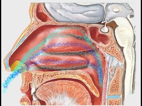 Airflow in de neus, werking neusschelpen, deel 2. ENS deel 6, www.neusschelpverkleining.nl