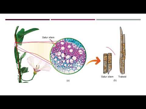 BIOLOGI TINGKATAN 5 : 4.1 TISU VASKULAR