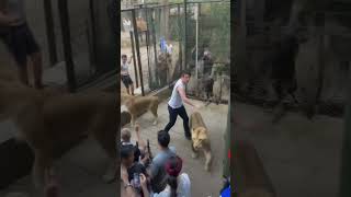 Lion Escapes From Zoo Cage And The People Are Curious