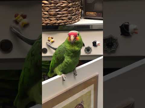 Jade Amazon parrot says “Hi!” 👋