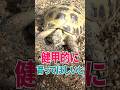 リクガメ専用の屋上、紹介します。