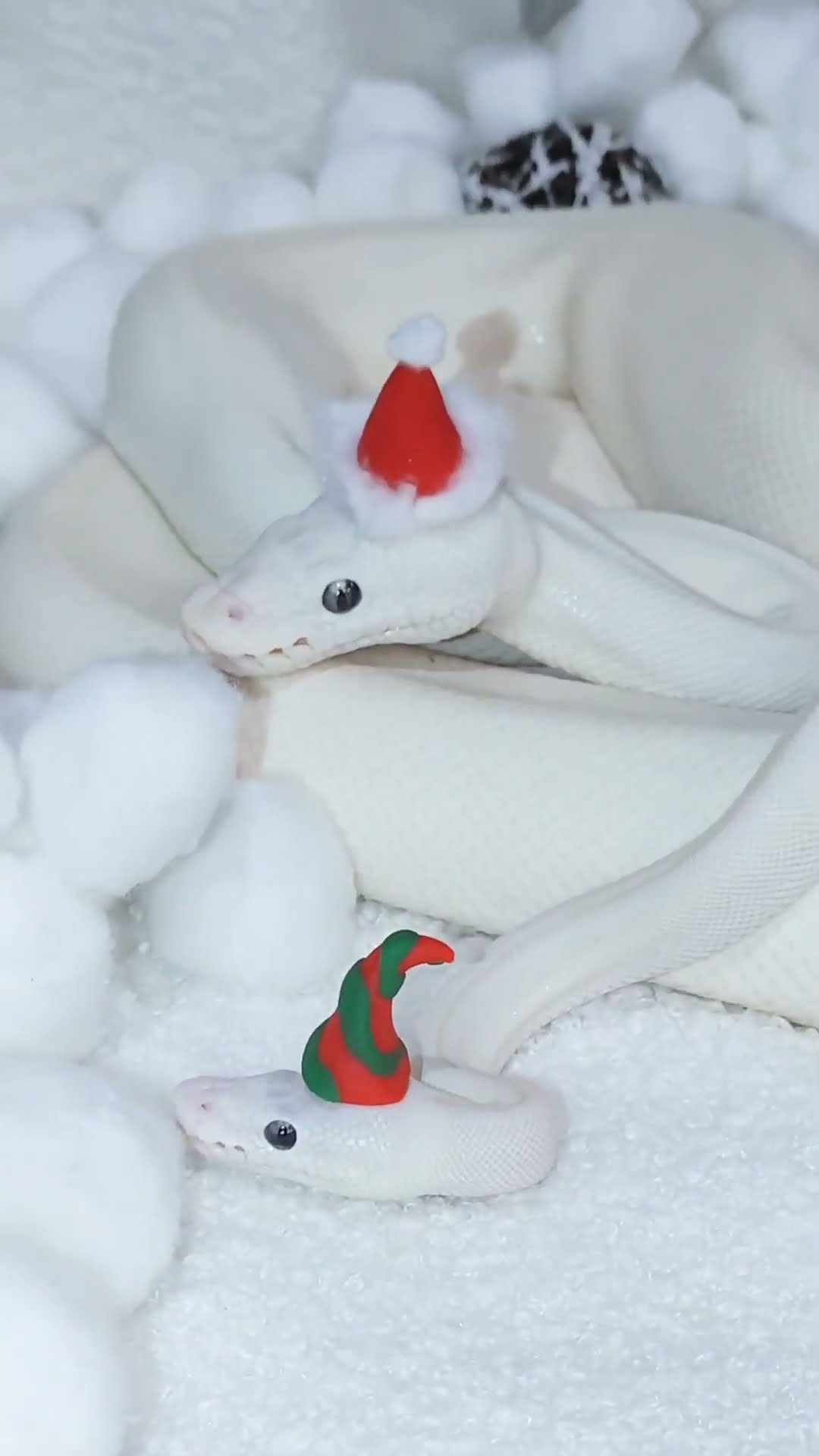 Snake And Son Wear Festive Hats || ViralHog