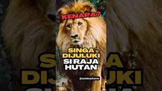 TAKJUB TAHU ALASAN KENAPA SINGA DIJULUKI SI RAJA HUTAN #shorts #singa #rajahutan #faktaunik