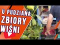 Jak wyglądają zbiory wiśni u Pudziana na sadzie?