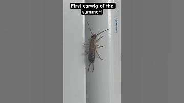 #shorts #insects #bugs #earwig #entomology #bug #summer