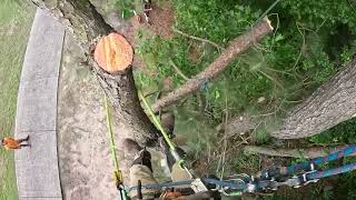 Little pine tree removal… we got rained on