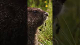 I liked I loved the Video Windows 7 Samples