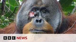 Wounded wild orangutan seen using plant as medicine | BBC News