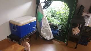 Grow room post harvest day, tent cleanup/reset... perpetual growing cycles explained.
