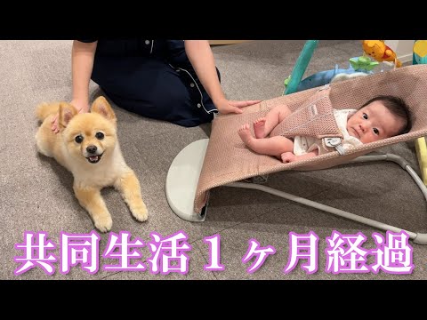 赤ちゃんの成長を一番近くで見守りたいポメラニアンが可愛過ぎました…