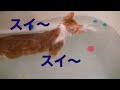 【猫記録201】お風呂大好き子猫 ねこかき猛特訓！