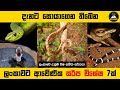 ශ්‍රී ලංකාවට ආවේණික සර්ප විශේෂ 7ක් - 7 Endemic Snakes In Sri Lanka | Sri Lankan Snakes