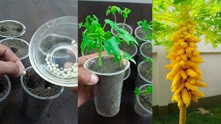 Grow papaya from seed & get Good Quality Fruit Plant |Grow Papaya पपीते को बीज से उगाने का सही तरीका