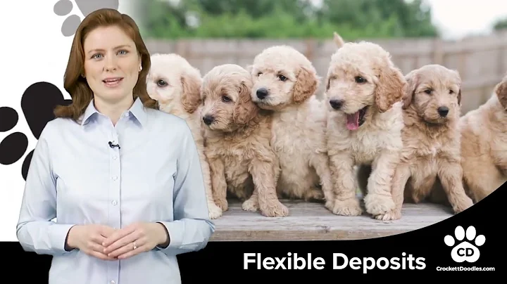 Goldendoodle Breed Information and Characteristics