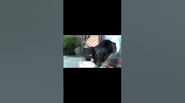 Runup required - little turn - Mr. Darcy, tuxedo cat #Shorts