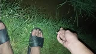 Ngobor belut disawah pada malam hari