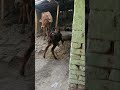 #cowvideo #cowlover #babycow #petanimals #animalsvideo #cutecow #petlover #petanimals #desicow #mini