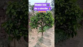 wonder tree drawing 🎄#wondertree #shortsfeed #viral #filter